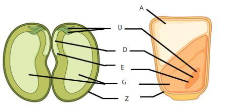 Рассмотрите рисунок семени какая структура обозначена на рисунке цифрой