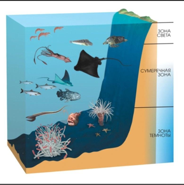 Толщи вод океанов. Обитатели глубинных слоев океана. Распределение жизни в океане. Обитатели толщи воды. Зоны жизни в океане.