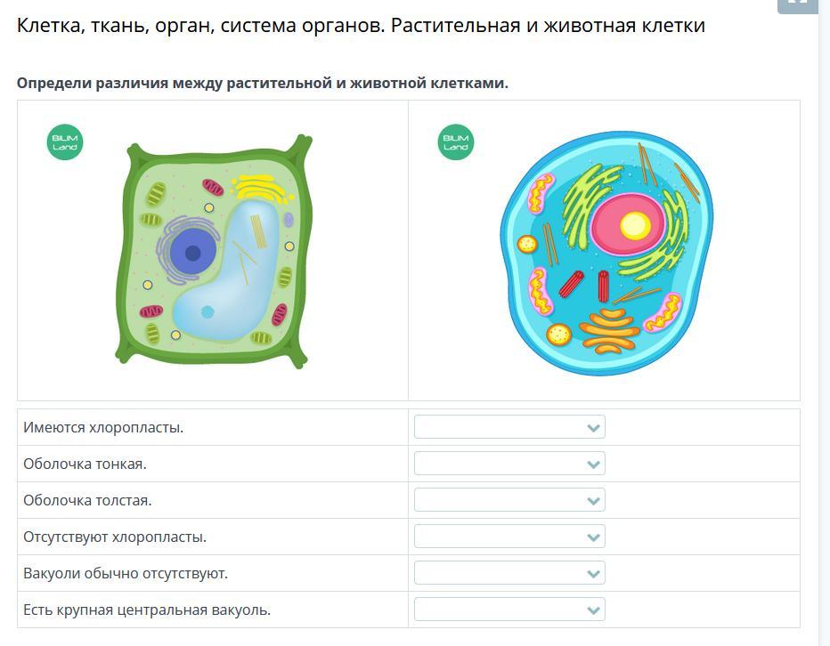 Растительная клетка различия. Различия между клетками растений и животных. Форма животной клетки. Различия между растительной и животной клеткой. Клетка животного и клетка растения различия.