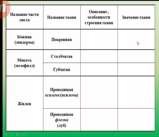 Значение тканей листа. Название тканей листа. Название части листа,название ткани,описание. Строение листа ткани таблица. Название части листа кожица.