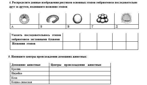 Эмбриогенез егэ схема