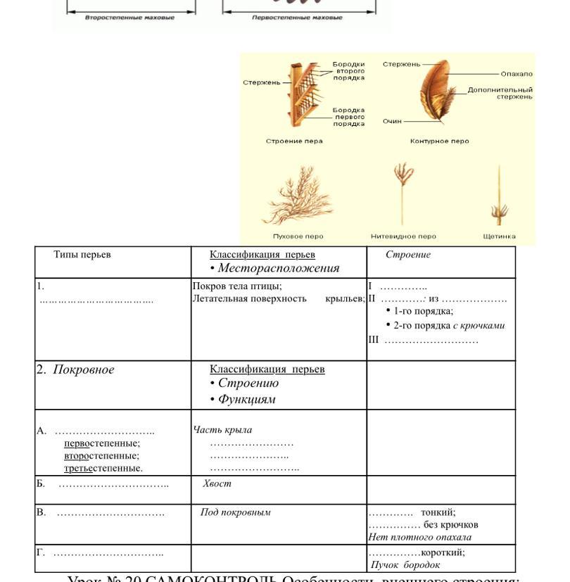 Биология 7 класс практическая. Перьевой Покров птицы таблица. Таблица строение перьев. Таблица перьевой Покров птицы биология 7 класс. Таблица по строению перьев.
