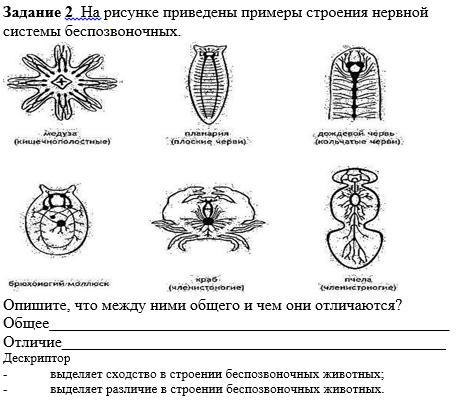 Назовите типы и виды животных нервные системы которых показаны на рисунке