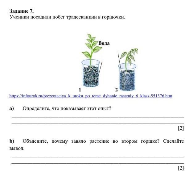 Объясните почему растения во втором стакане завяло. Посадка традесканции. Черенок традесканции с корнем. Черенок традесканции в сосуде с водой опыт. Традесканция паспортизация цветка в горшке.