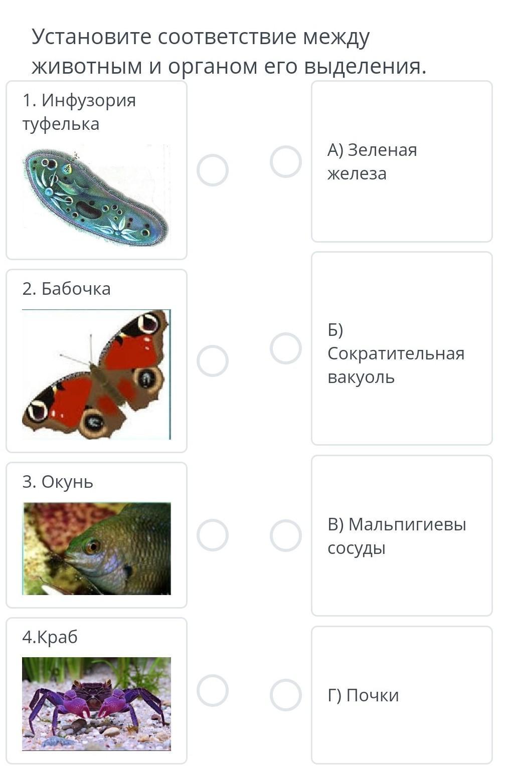 Установите соответствие между животными. Установите соответствие между животным и органом его выделения. Установите соответствие между животным органом его. Установите соответствие между животными и их органами выделения. Установите соответствие между организмами и их органами выделения.