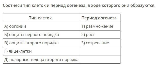 Соотнесите вопросы по схеме рост. Тип клеток и период оогенеза. Соотнеси Тип клеток и период оогенеза в ходе которого они образуются. Тип клеток и период сперматогенеза. Установи соответствие типом клеток и периодом оогенеза.