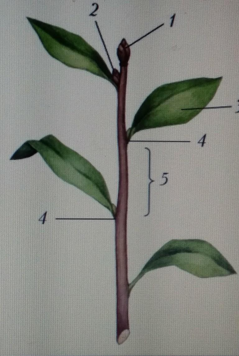 Запиши цифры которыми на рисунке обозначены стебель лист междоузлие
