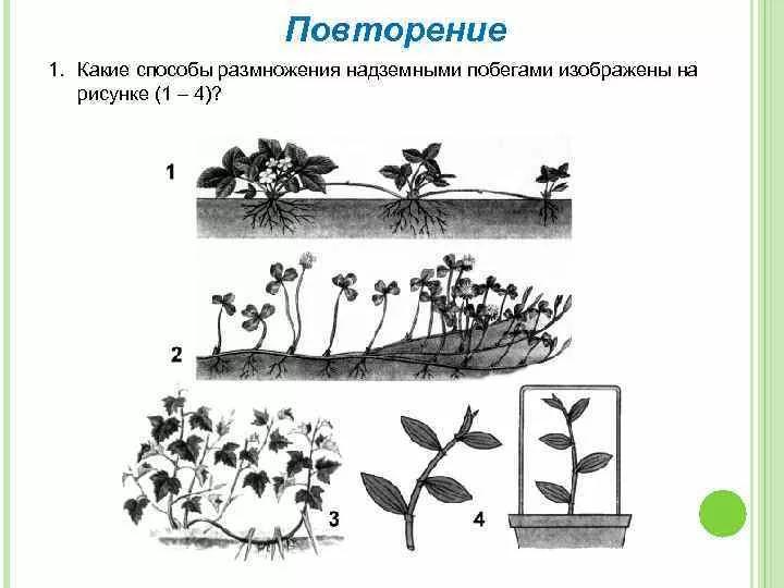 Какие способы размножения надземными побегами изображены на рисунке 1 4