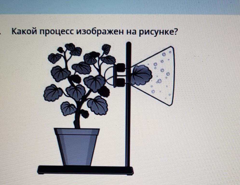 Изображать доказывать. Какой процесс изображён на рисунке. Какой процесс изображён на рисунке биология. Какой информационный процесс изображён на рисунке. Какой процесс изображен на картинке.