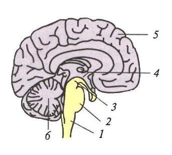 На рисунке цифрой 2 обозначен мозг. Варолиев мост проводящие пути. Глиома варолиева моста. Как отделы головного мозга обозначенная цифрами. Варолиева моста или гассерова узла.