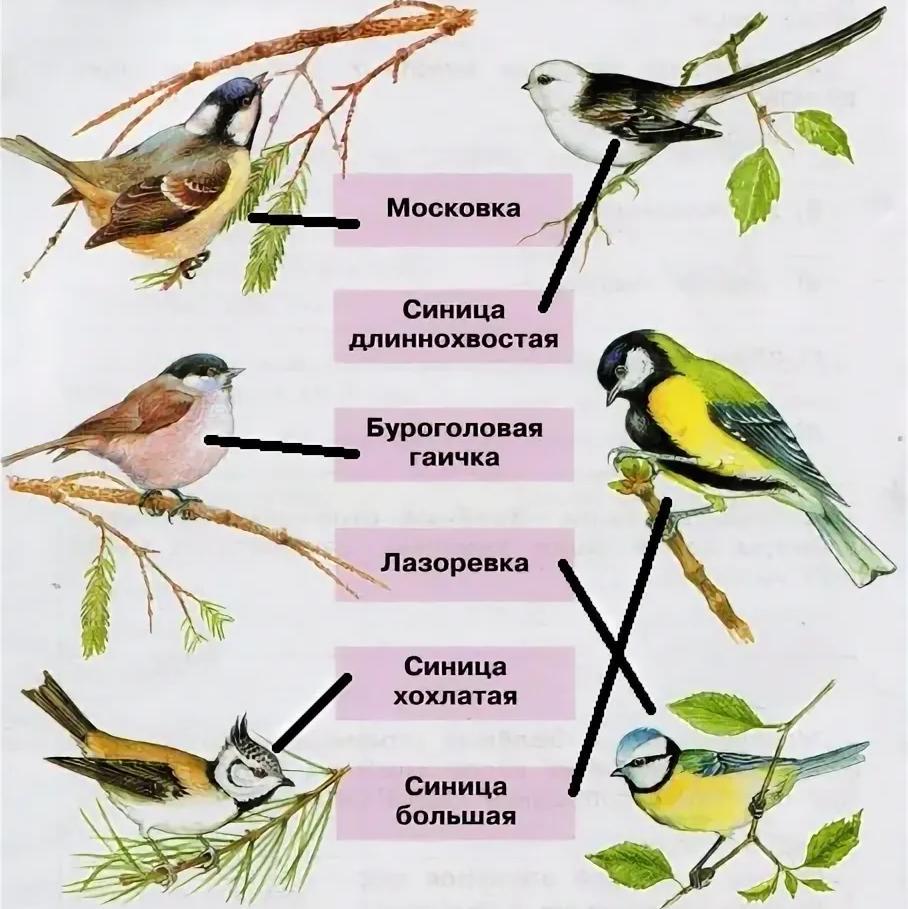 Виды синиц с картинками и названиями