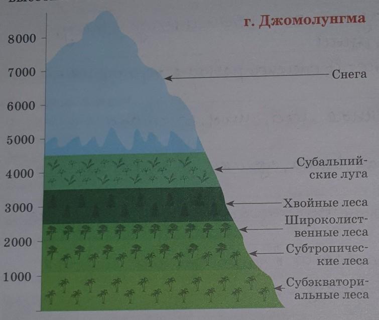 По рисунку 114 расскажите об особенностях высотной поясности в андах