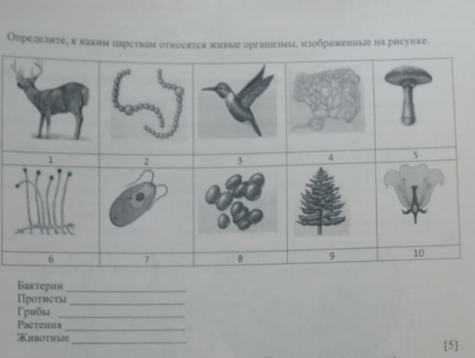 Представитель какого царства изображен на рисунке. К какому царству относится организм изображенный на рисунке. Изображённый на рисунке организм относится к. Определить к какому царству принадлежит. К каким царствам относят организмы изображенные на рисунке.