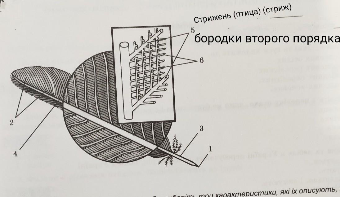 Расположение контурного пера у птицы. Части пера обозначенные цифрами. Рассмотрите рисунок напишите названия частей пера обозначая цифрами. Массовый так ладно контурное перо и его основные части. Контурное перо картинка из учебника.