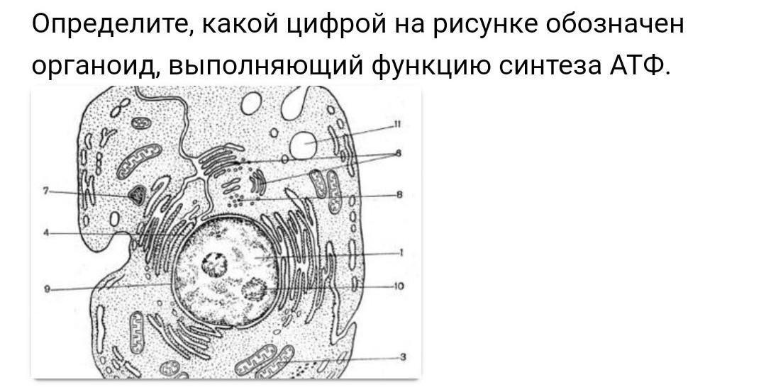 Под цифрой 7 на рисунке изображен. Какой цифрой на рисунке обозначен органоид. Органоид выполняющий функцию синтеза. Органоид выполняющий функцию синтеза АТФ. Определи, какой органоид на рисунке обозначен цифрой.