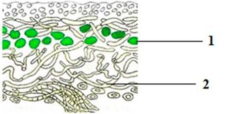 На рисунке изображено слоевище лишайника цифрой 1 обозначен структурный компонент