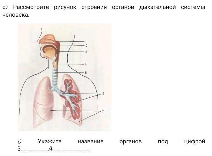 Рассмотрите рисунок напишите названия органов дыхания обозначенных цифрами