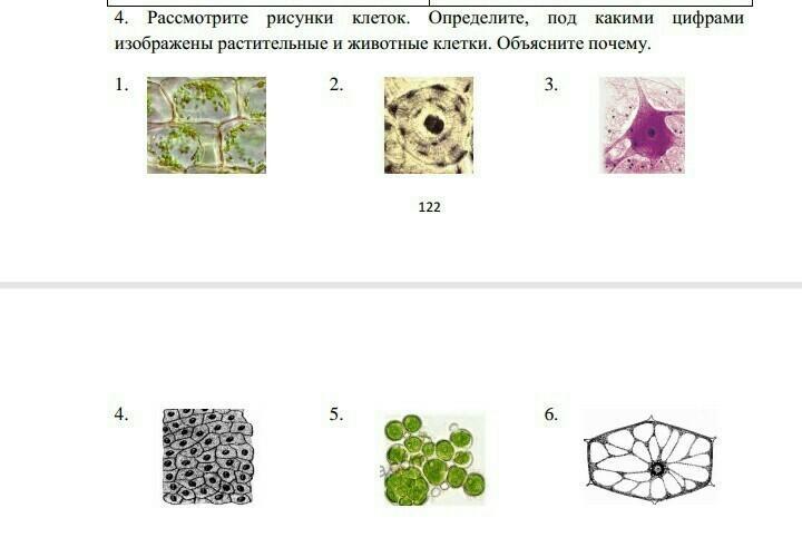 По рисунку 1 определите какая среда