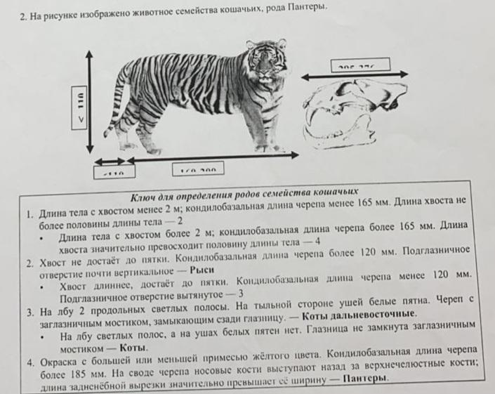 На рисунке изображена зависимость между массой особи и численностью вида млекопитающих