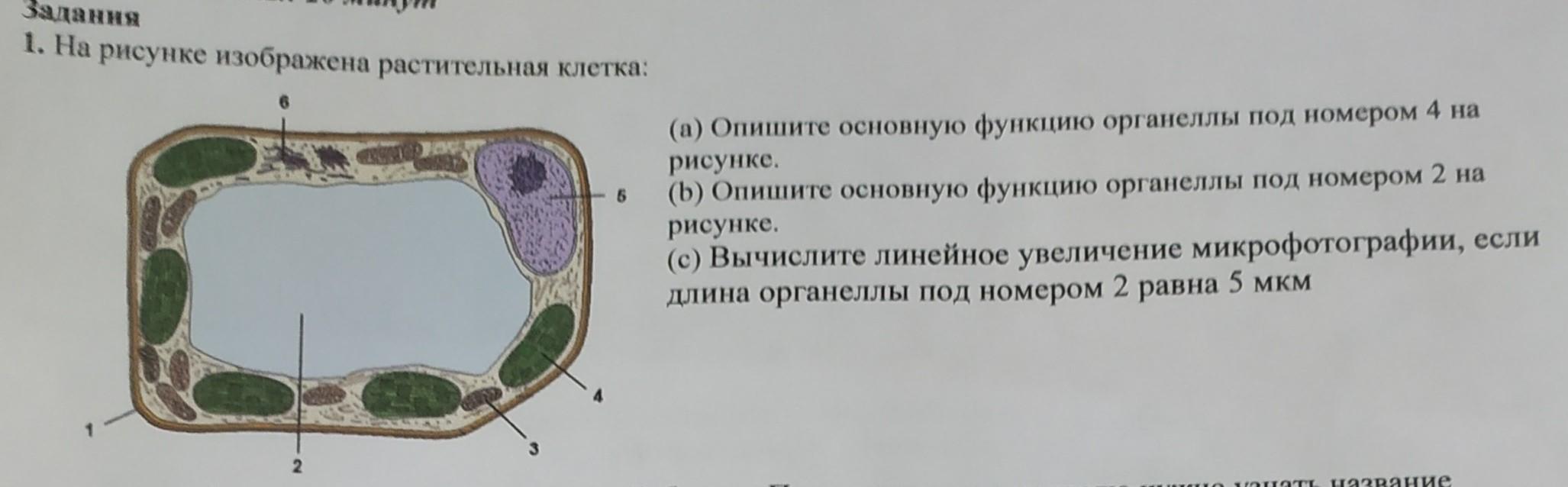 На рисунке изображена растительная клетка какую функцию выполняет часть органоиды клетки