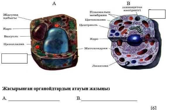 Биология 7 сынып