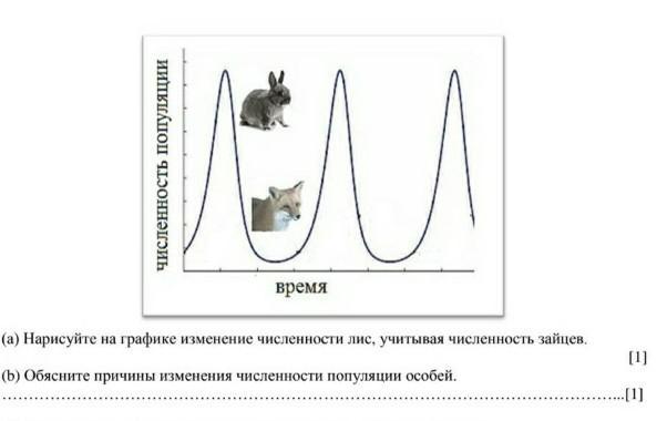 Нарисуйте на графике изменение численности лис учитывая численность зайцев