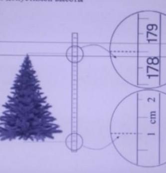 Сколько метров нужно на елку. Высота ёлки домой. Елка 1 80метр 80 высота от пола. Степан решил купить домой елку на новый год. Елка Видинская 1,8м.