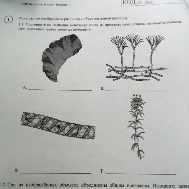 Рассмотрите изображение различных объектов живой природы