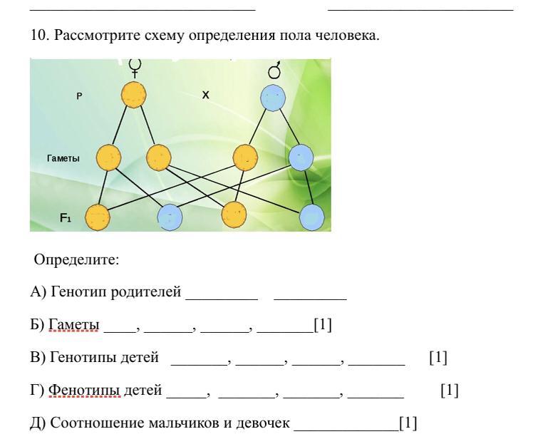 Схема определения пола