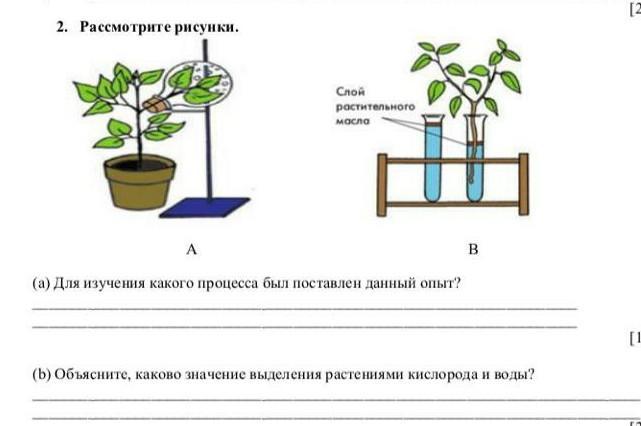 Какой процесс показан на рисунке