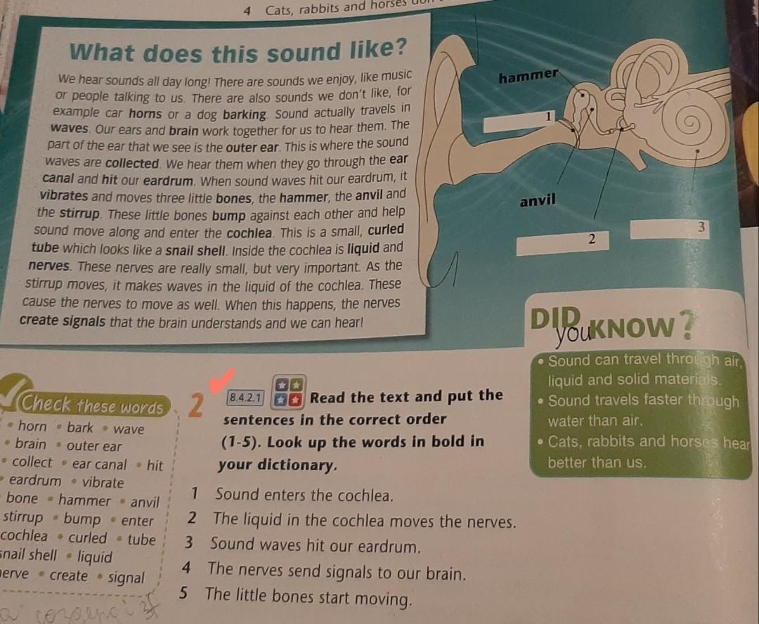 Read the sentences in correct order. Directons read the sentences below put an Ariel was Saife. Directons read the sentences below put an Ariel was Saife undder.