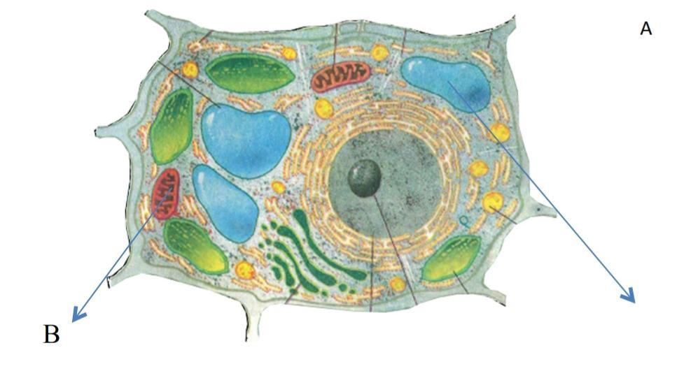 Полость в цитоплазме клетки 7 букв. Биология строение растительной клетки. Строение растительной клетки без подписей. Растительная клетка клетка рисунок. Строение растительной клетки рисунок без подписей.