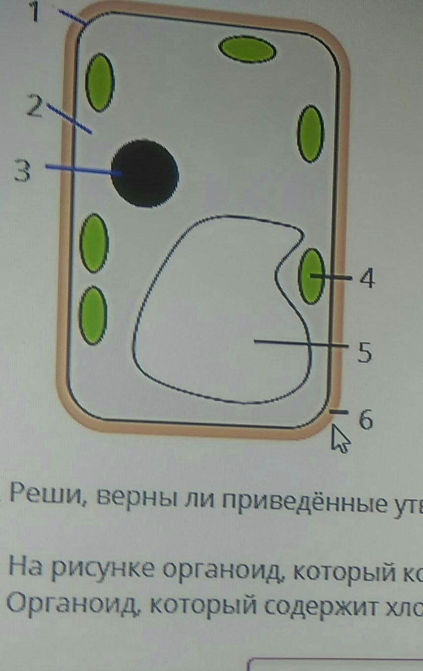 Какой цифрой обозначен на рисунке органоид имеющийся только в клетках растений