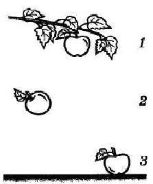 Рассмотрите рисунок на какое ие яблоко и действует сила тяжести
