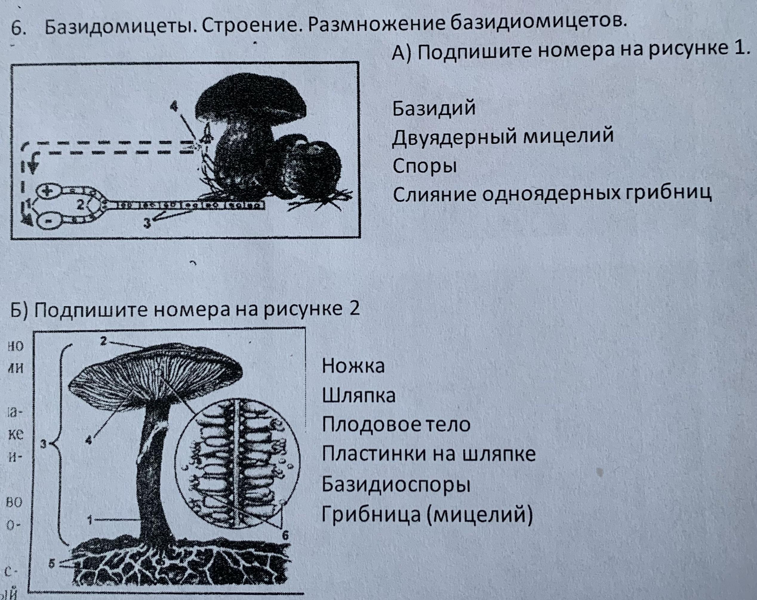 Строение размножение. Базидиомицеты размножение. Дождевик строение размножение. Гр бы форма строение размножение. Асспергил строение размножение уникальная роль.