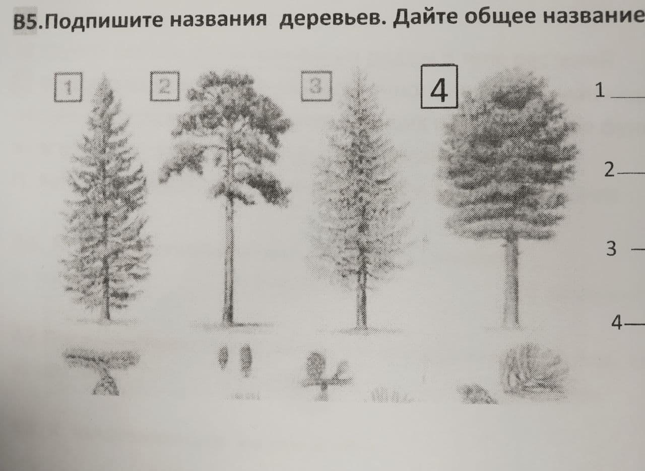 5 группа деревьев. Подпиши названия деревьев. Подпишите названия деревьев. Подпиши группы растений. 4. Подпиши названия деревьев..