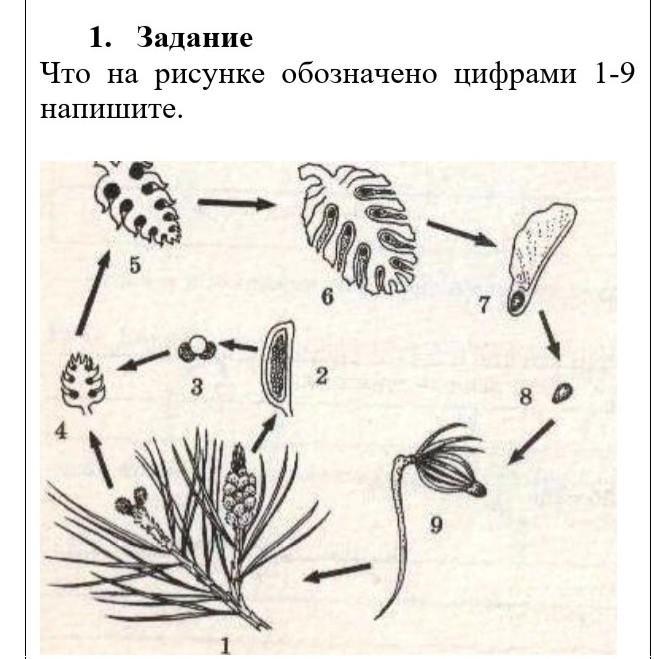 Что изображено на рисунке под номером 3