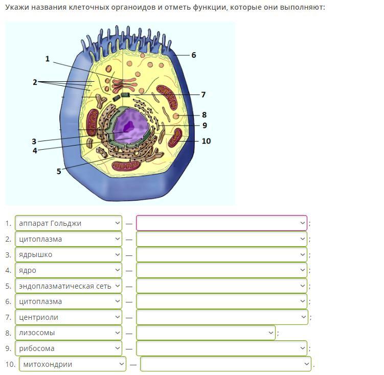 Соотнесите названия клеточных структур или органелл клетки с цифрами на представленном изображении