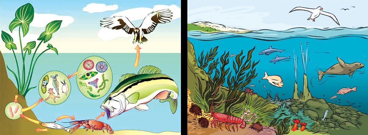 Изучите фрагмент экосистемы водоема представленный. Экосистема рисунок. Экосистемы для дошкольников. Водные экосистемы и их обитатели. Водная экосистема рисунок.