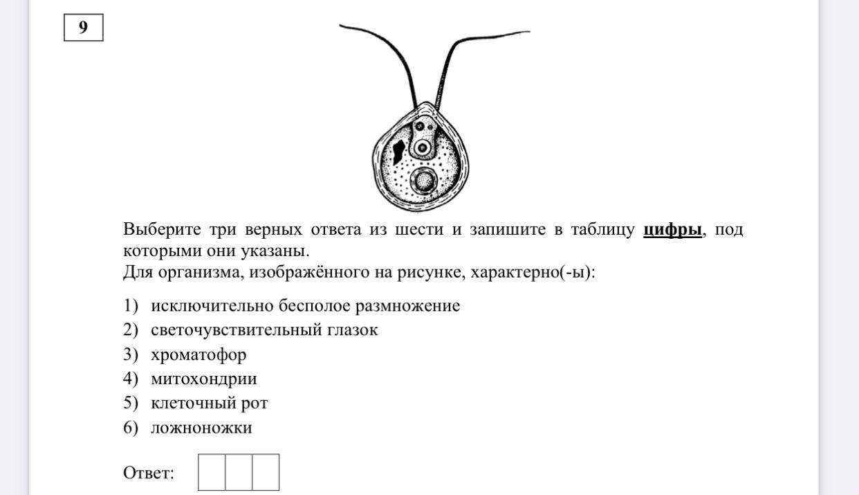 Организм изображенный на рисунке является