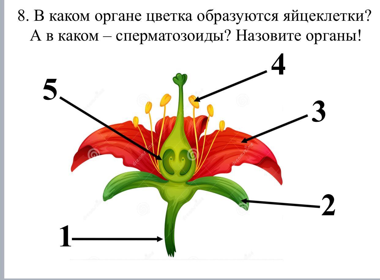 Из цветка образуется. Какой орган образуется из цветка. Цветок какой орган. Яйцеклетка в цветке образуется в. В каком органе цветка образуются яйцеклетки.