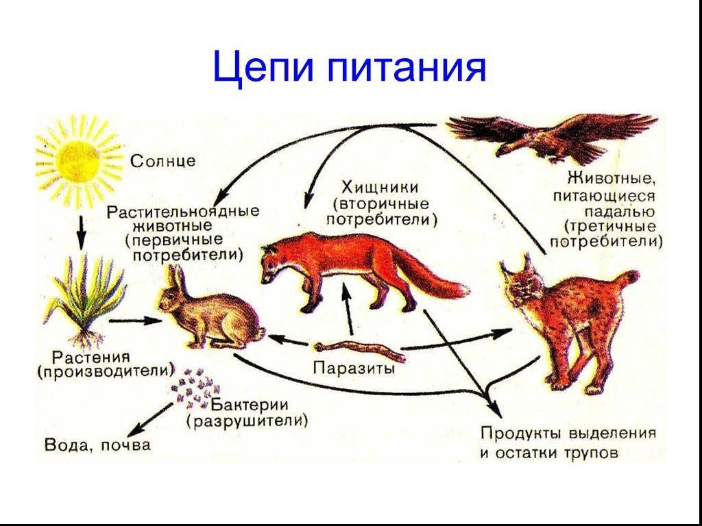 Изучите фрагмент экосистемы представленный на рисунке и выполните задания лев шакал дикая кошка