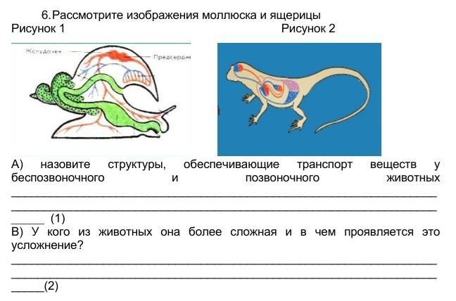 Рассмотрите рисунки почему. Рассмотрите изображение моллюска и ящерицы. Транспорт веществ у беспозвоночных животных. Что такое транспорт веществ у ящерицы. Зоб у беспозвоночных животных.