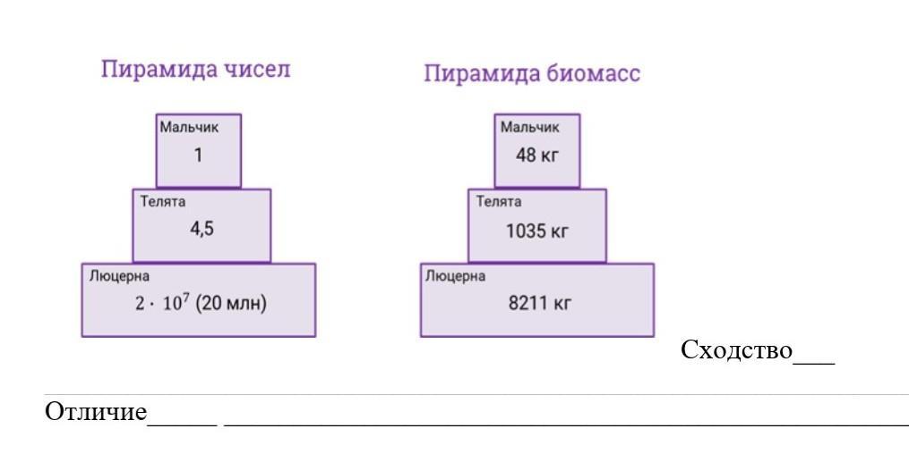 Пирамида чисел. Сравнение пирамиды численности и биомассы. Пирамида биомасс (1 – правильная; 2- Перевернутая). Сравните пирамиду численности и биомассы. Пирамида численности и пирамида биомассы отличие.