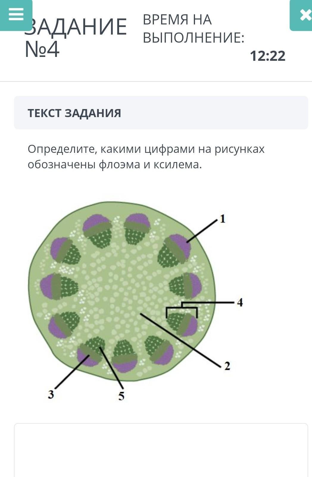 Какой цифрой на рисунке обозначена мембрана. Ксилема и флоэма. Ксилема и флоэма сходства и различия. Флоэма Ксилема задания. Ксилема и флоэма рисунок.