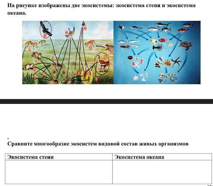 На рисунке изображены две экосистемы экосистема степи и смешанного леса