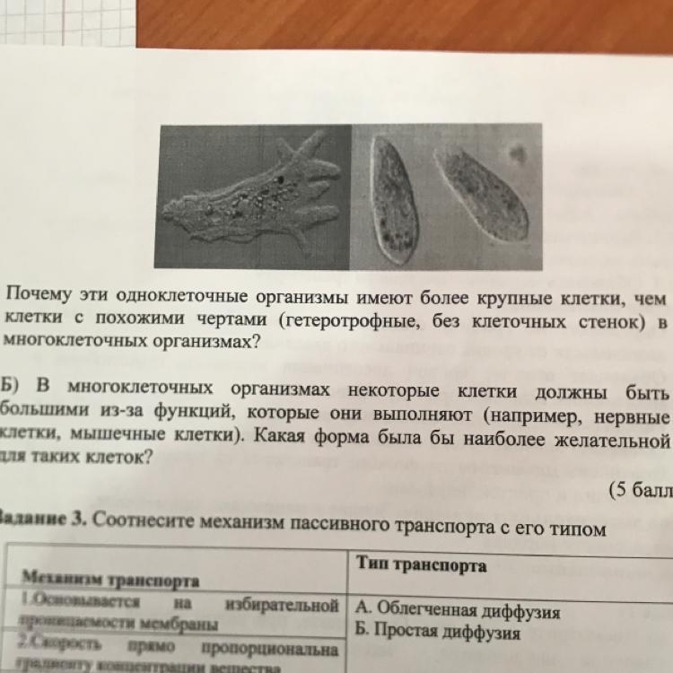 Пользуясь рисунком представленным ниже а также используя знания из курса биологии какие клетки имеют