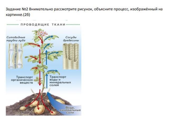 Какой процесс изображен на картинке