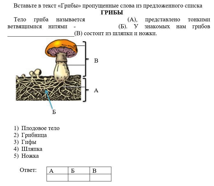 Могут формировать плодовые тела грибы или растения. Функции плодового тела гриба. Функции плодового тела у грибов. Гриб (плодовое тело). Плодовое тело гриба состоит из.