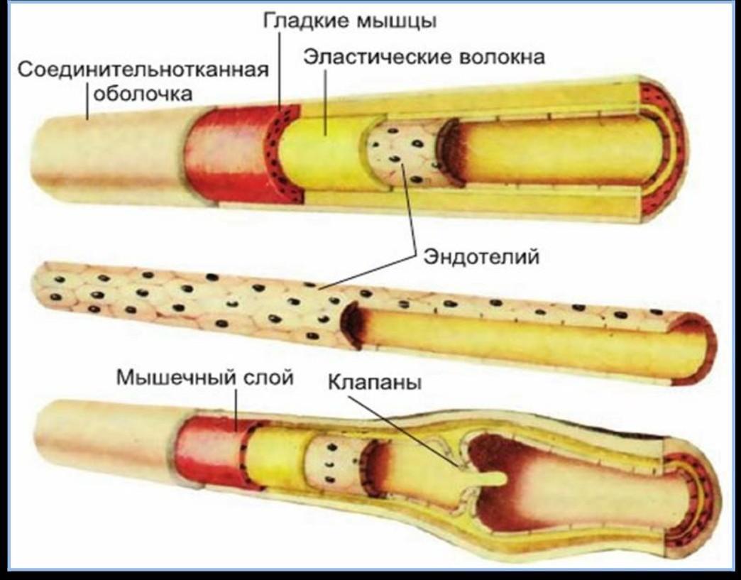 Схема строения сосудов человека